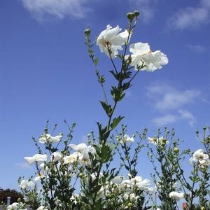 White Flowers 8" X 10" photo